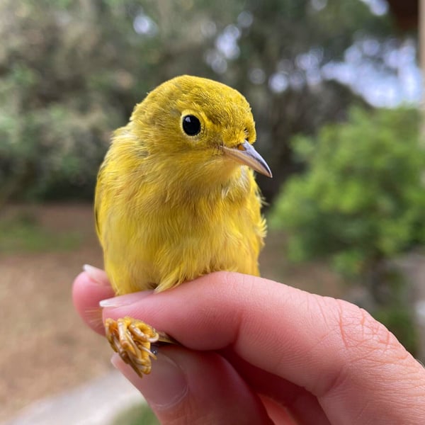 Bird Walk and Banding Demo 1