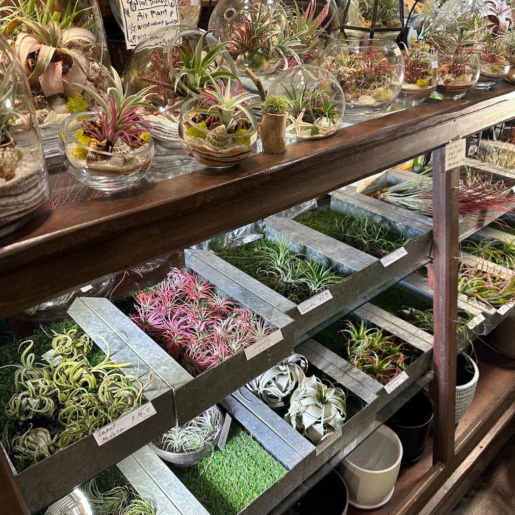 Utsuwa Botanical Design 3