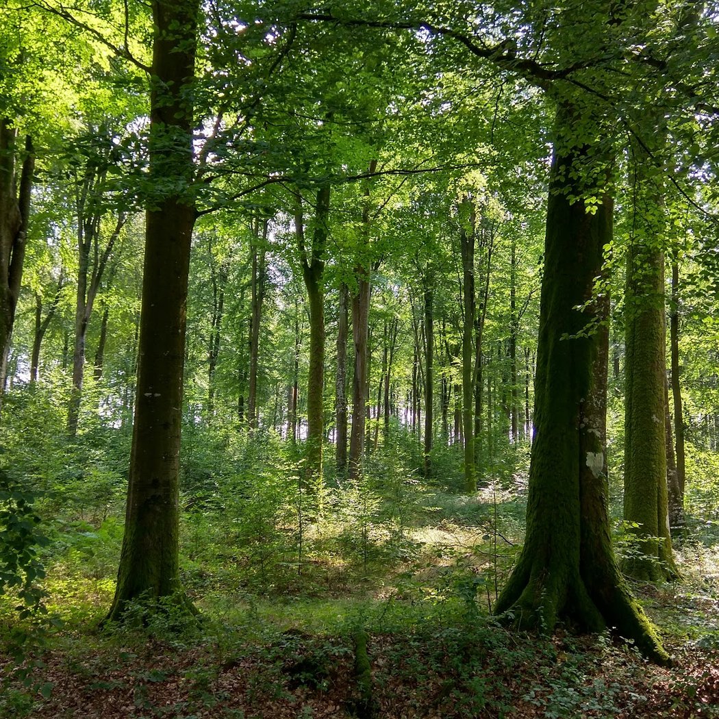 Eawy Forest 3