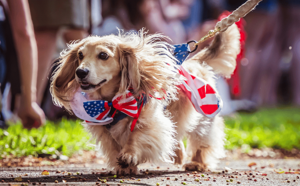 July 4th Pet Parade 1