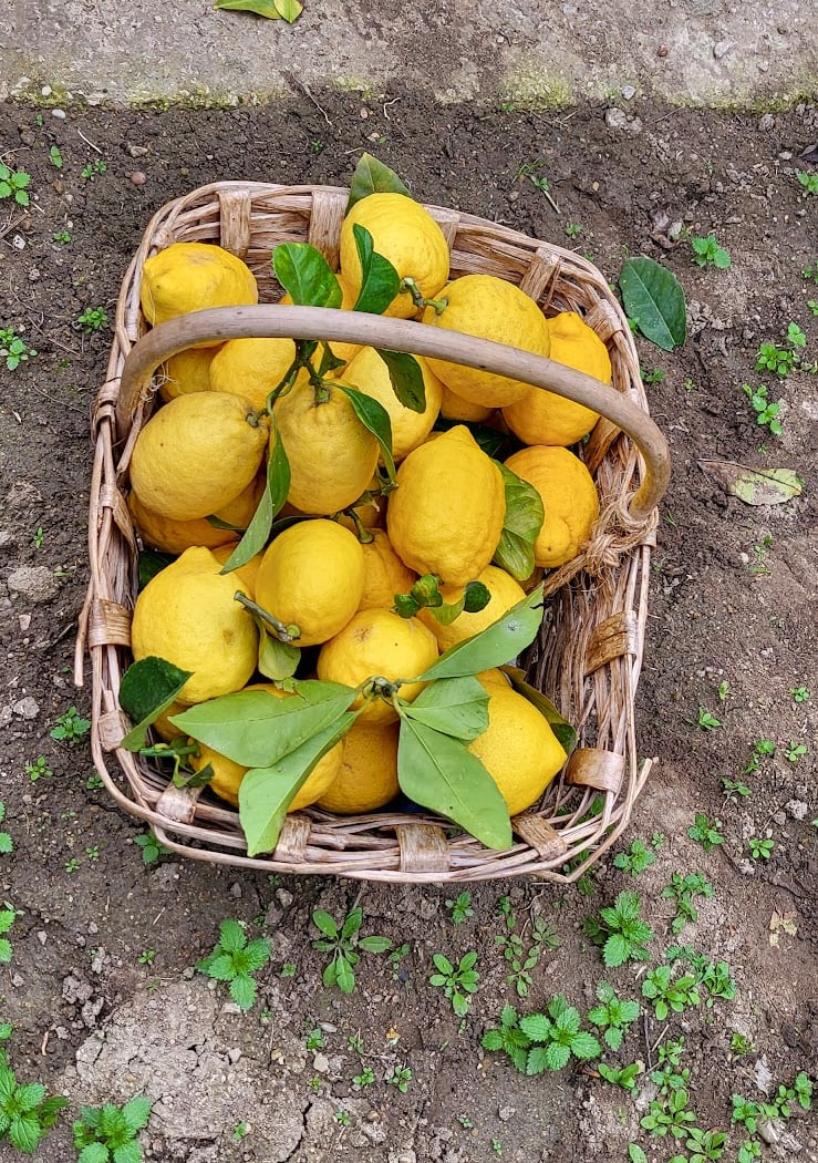 La Citronneraie 1