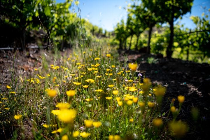 Oxlee Graham Wines 2