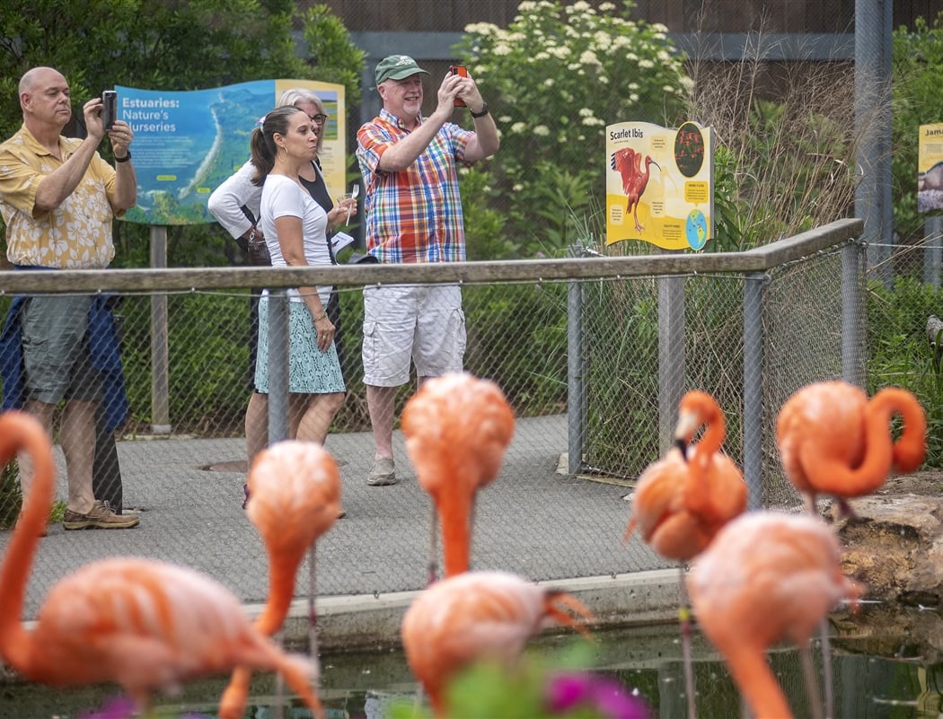 Flamingo Chat 1
