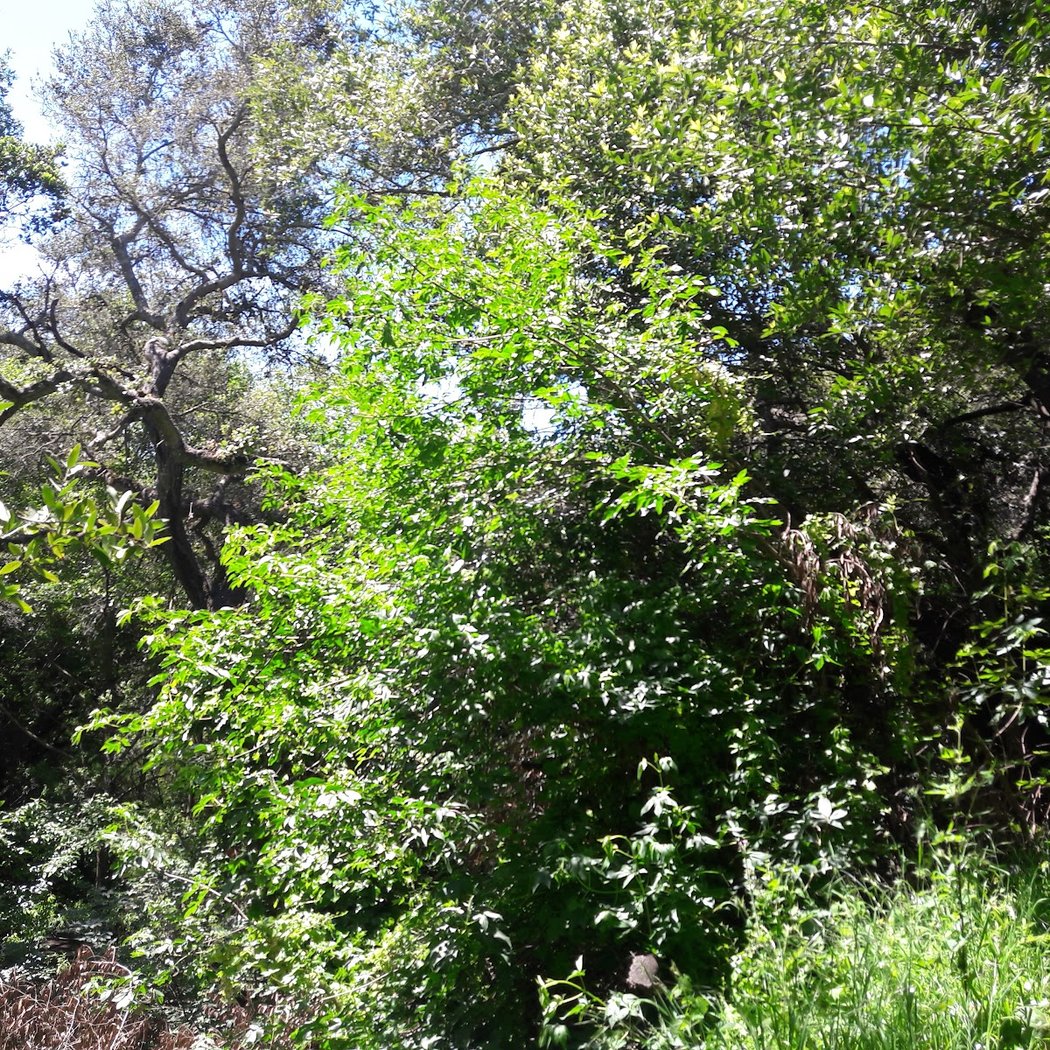 El Centro Trailhead (Dimond Canyon) 3