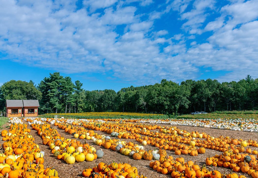Pumpkin & Apple Picking 1