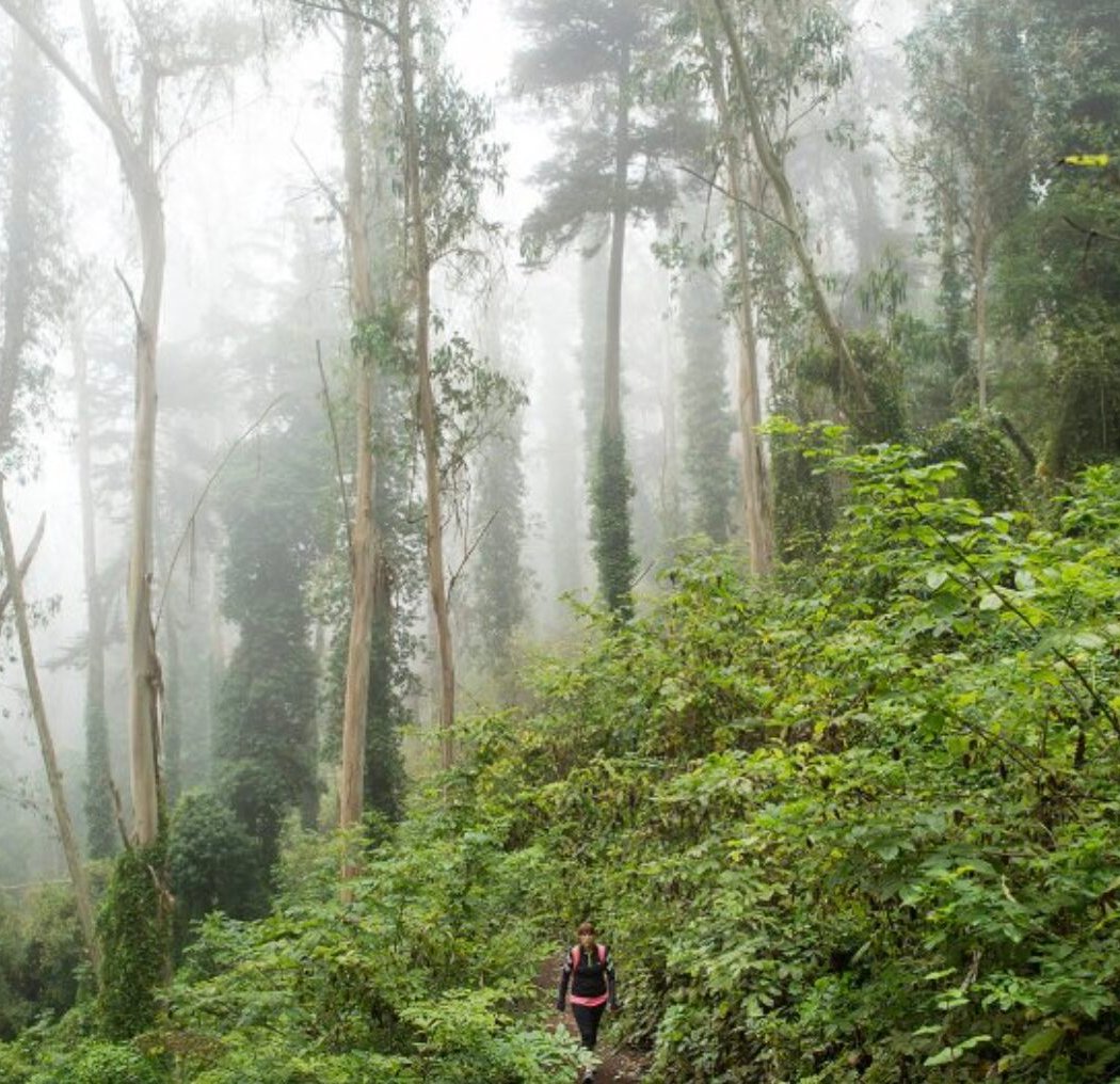 Mount Sutro 2