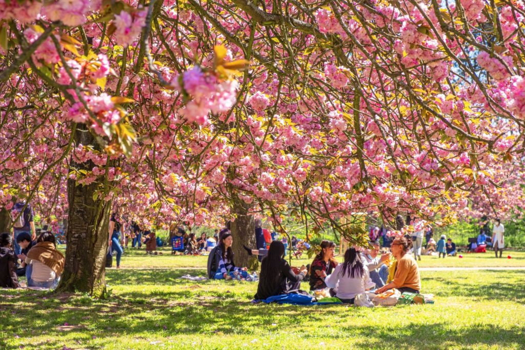 Hanami, la fête des cerisiers en fleurs 1
