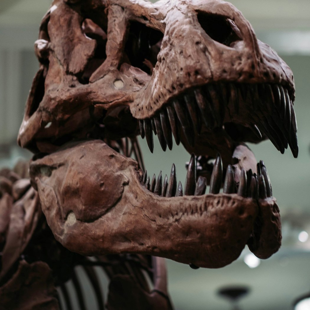 DISCOVER DINOS Free Family-Friendly Event 1