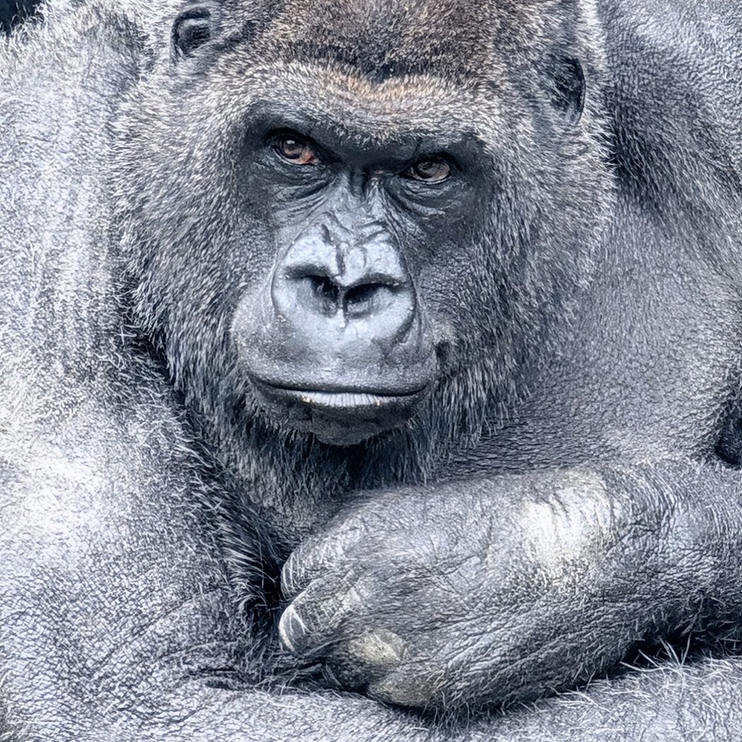 Franklin Park Zoo 1