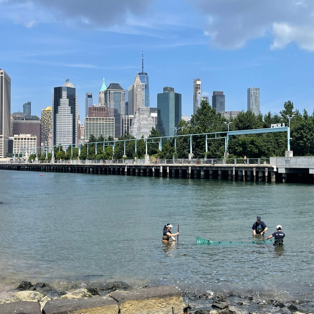 East River Biodiversity Discovery 1