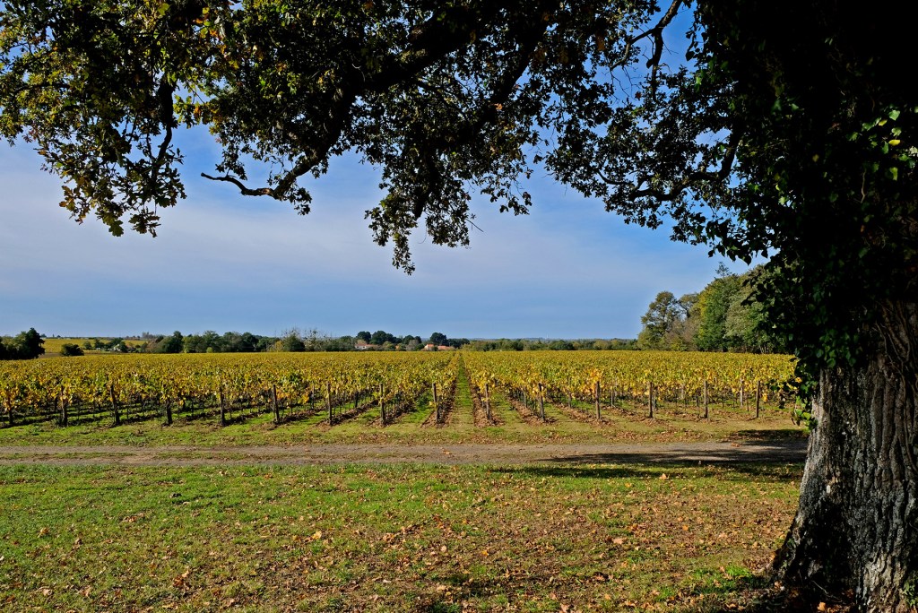 CAVE VINS SUR VINS - LA CAVE DE SAINT JO 2