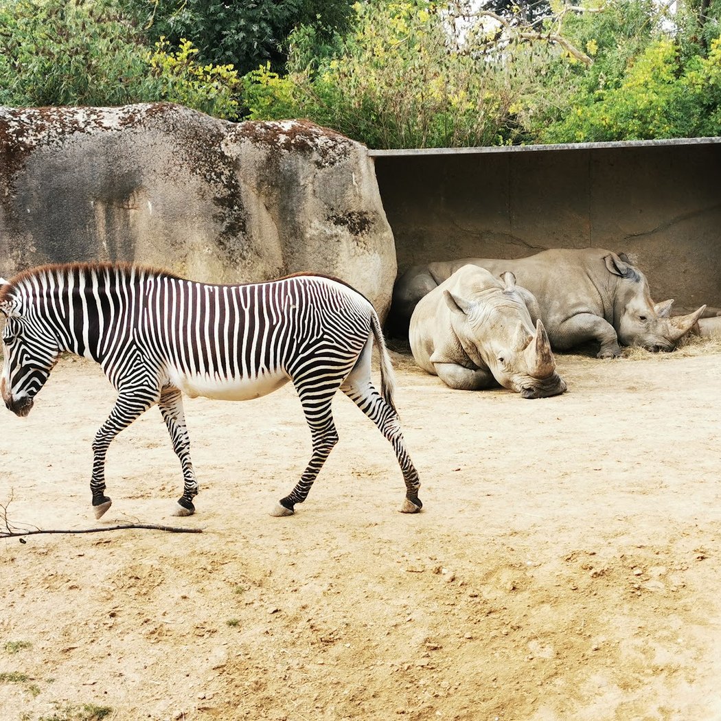 Paris Zoo Run 4