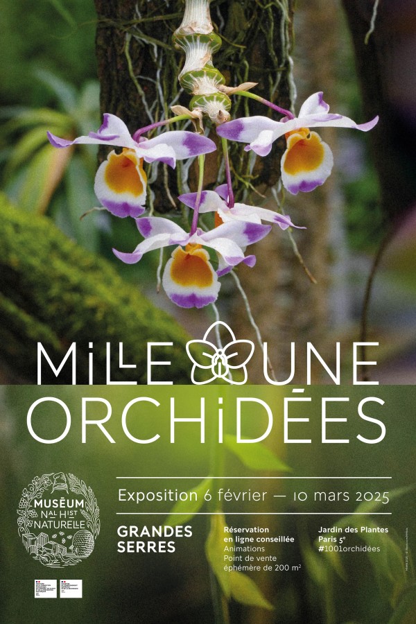 Mille et une orchidées 2
