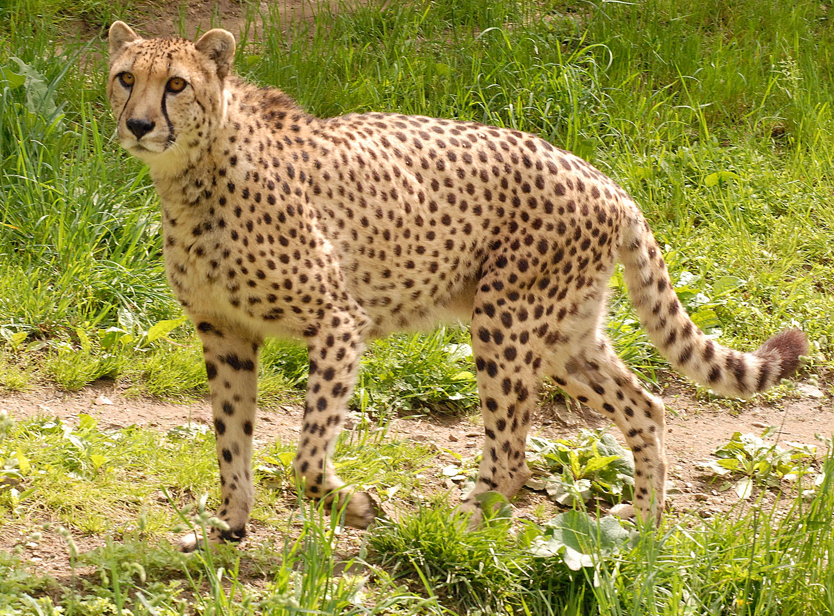 Giraffe Experience 1