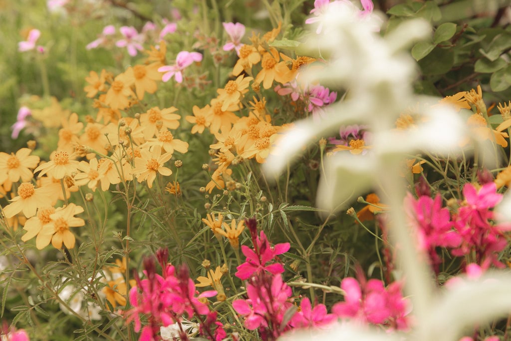 Jardinerie Akou 2