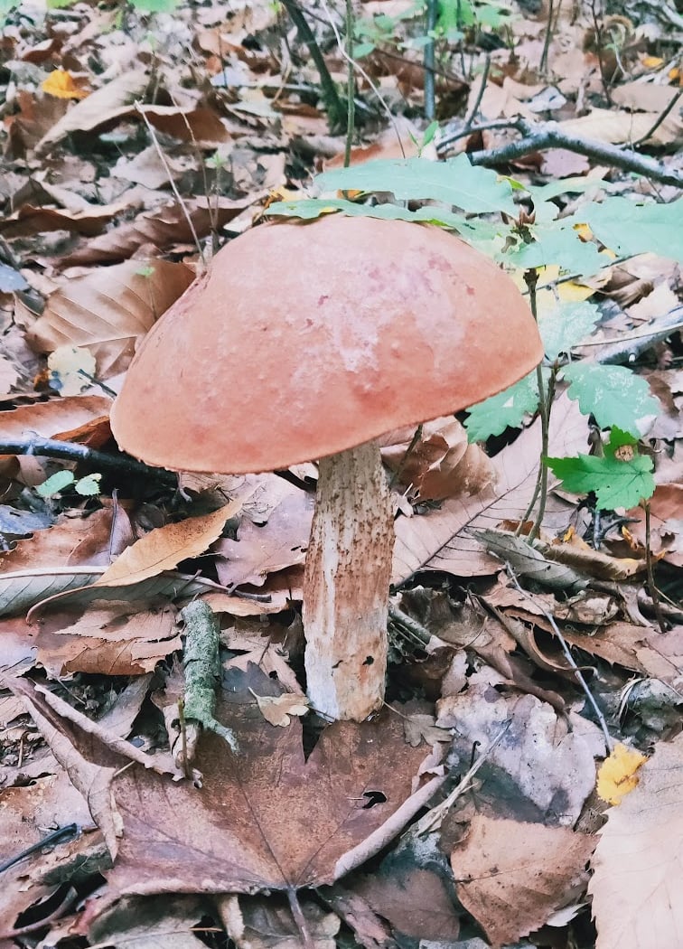 Forêt de Rambouillet Mushroom Picking 1