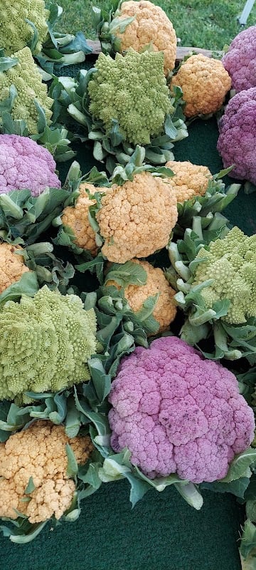 Brisbane Community Park CFM Farmers Market 1