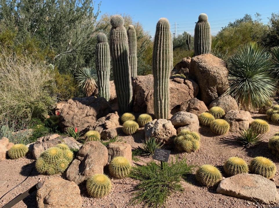 Desert Botanical Garden 4