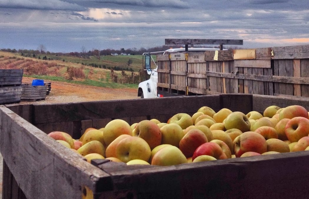 Morris Orchard 3