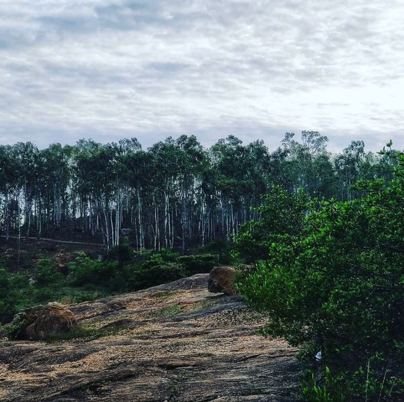Avalahalli State Forest 2