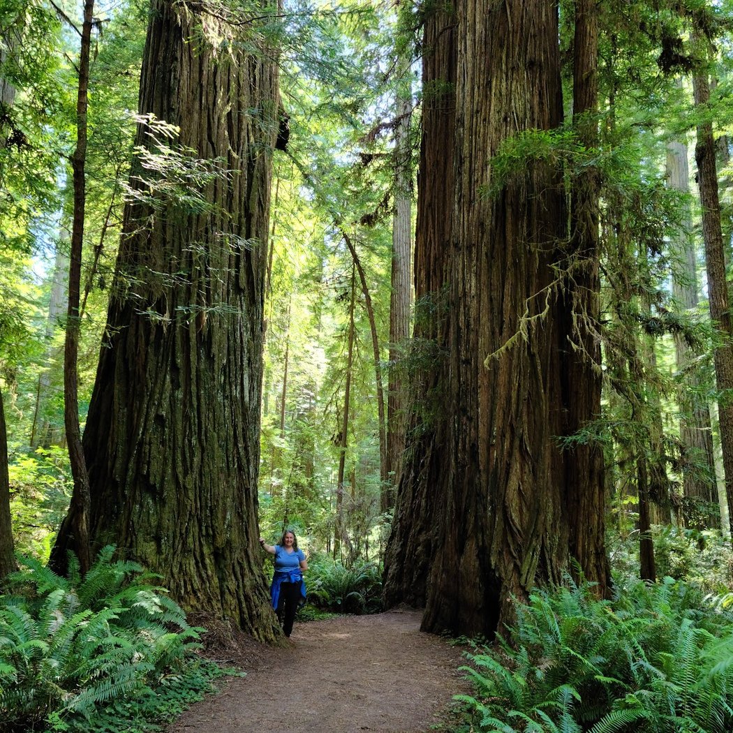 Redwood National and State Parks 3