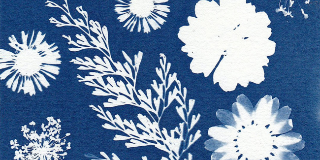 L'herbier en cyanotype