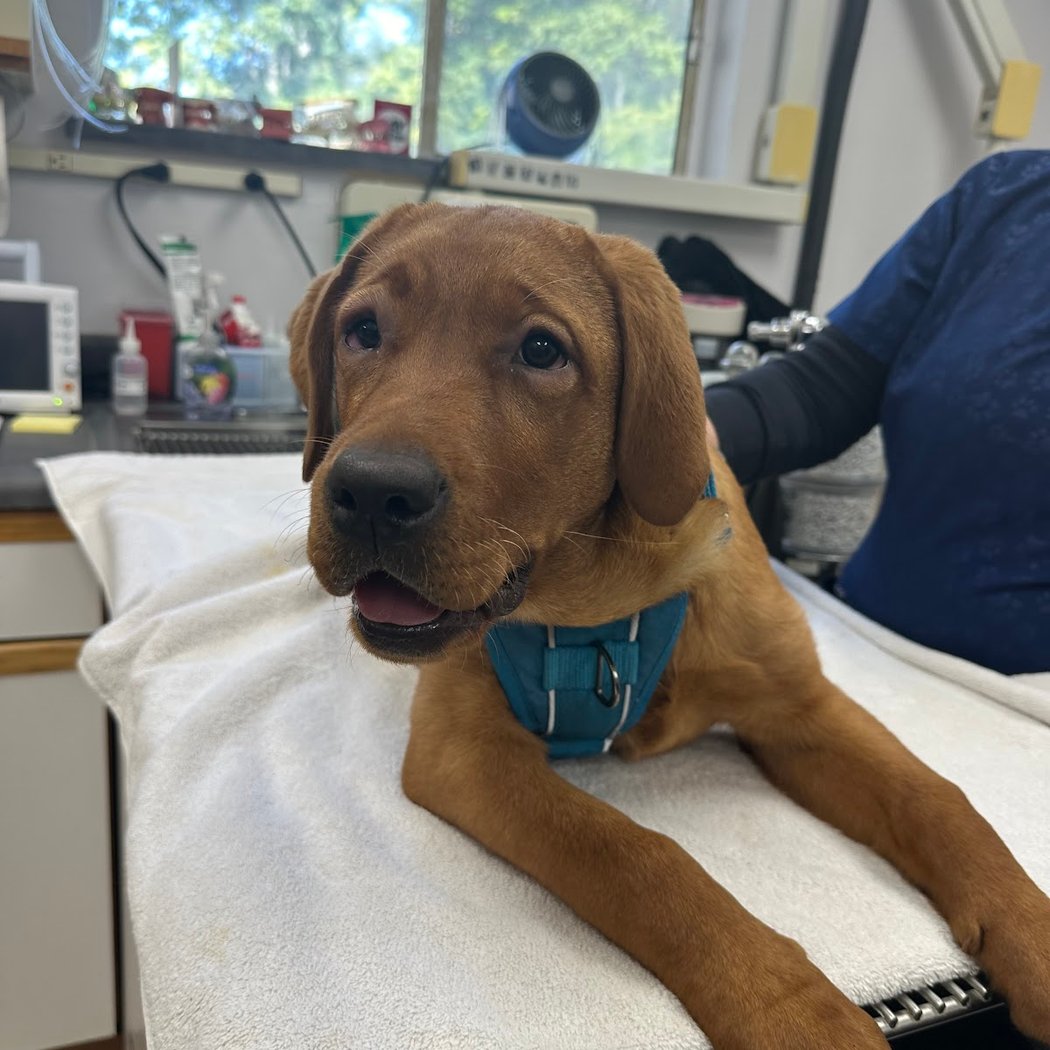 Livermore Family Pet Hospital 1