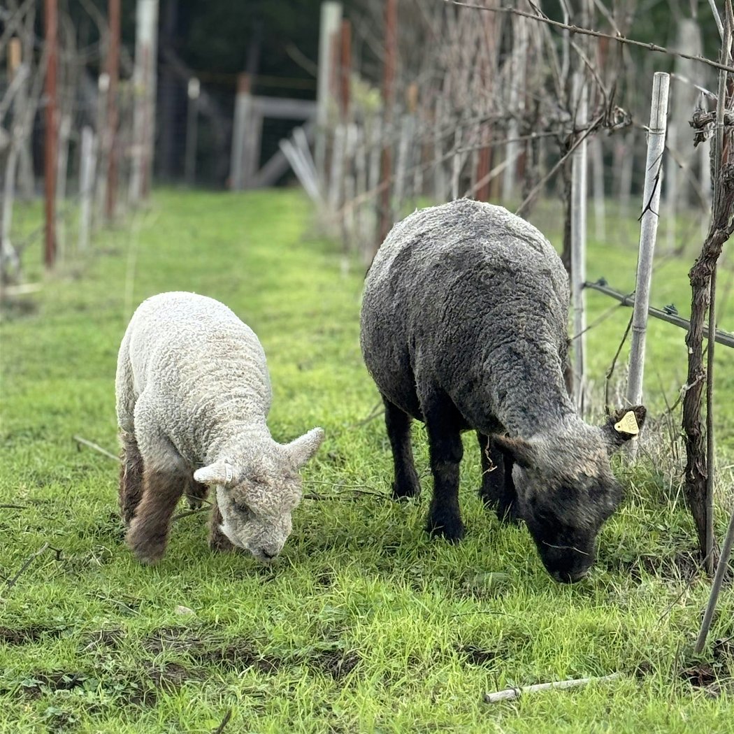 Babydoll Sheep Vine And Wine Walk With French Workers Lunch 1