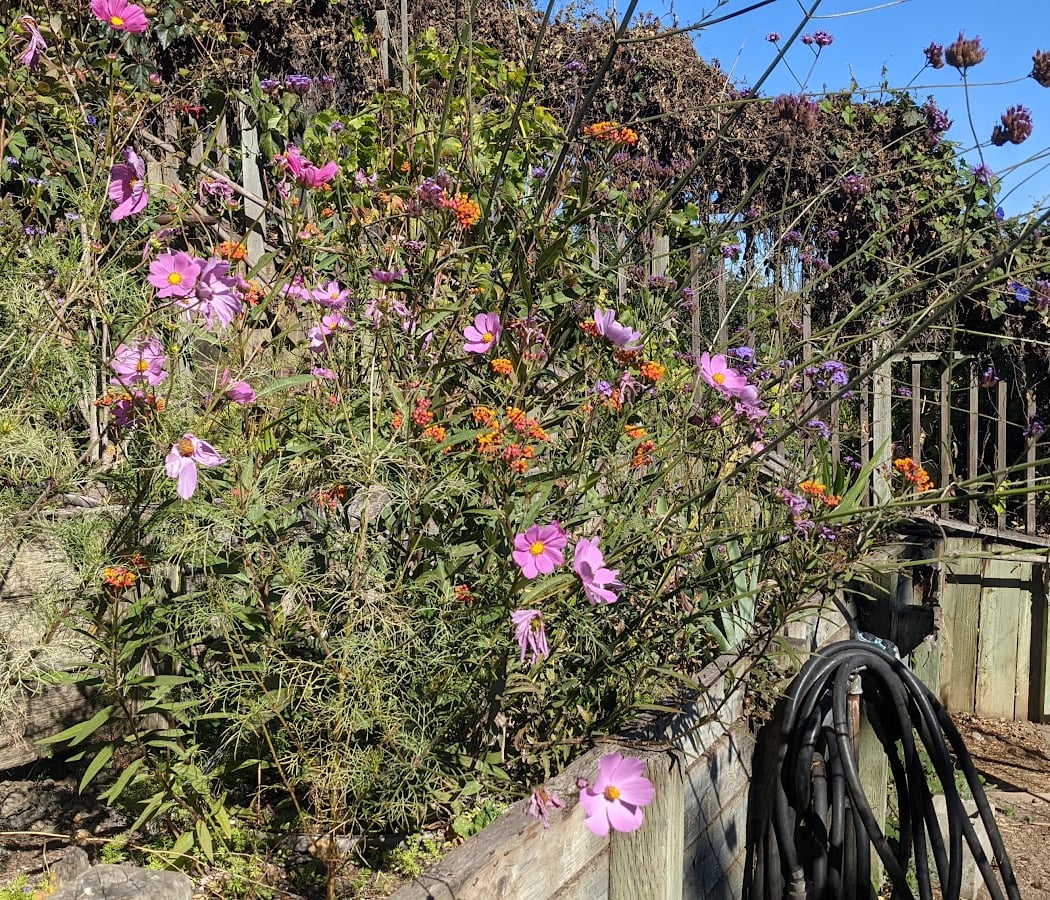 Connecticut Friendship Garden 3