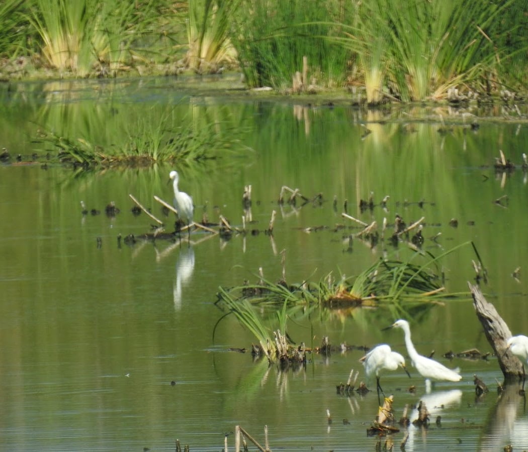 Mitchell Lake Audubon Center 5