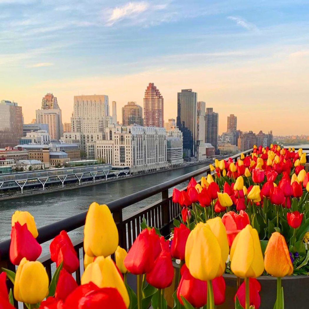 Roosevelt Island Tulip Festival 1