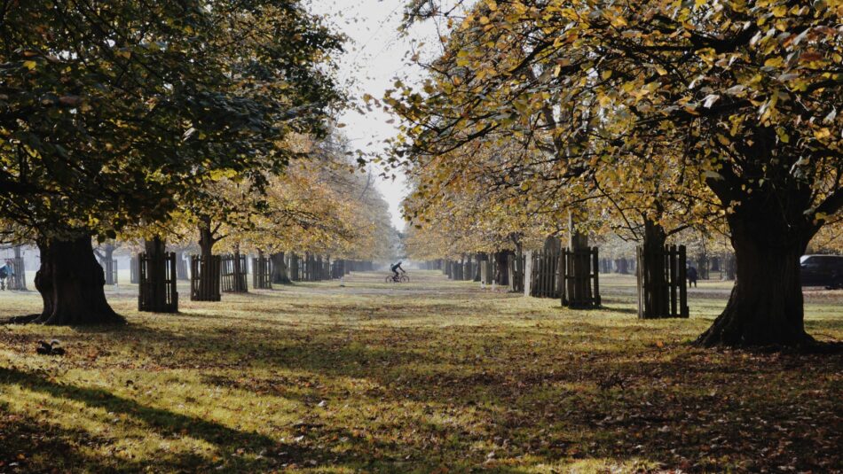Bushy Park 2