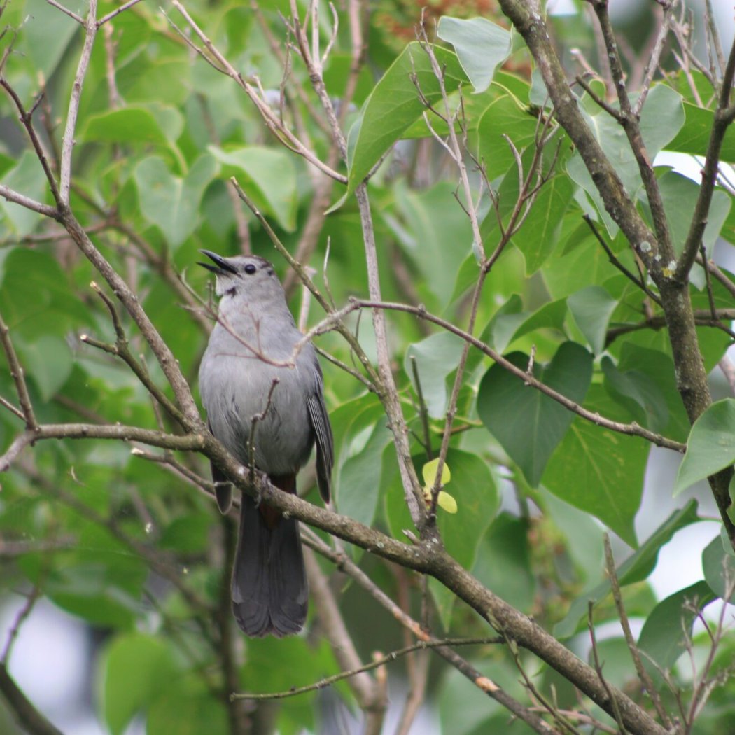 Bird and Nature Walk: Mount Loretto Unique Area 1