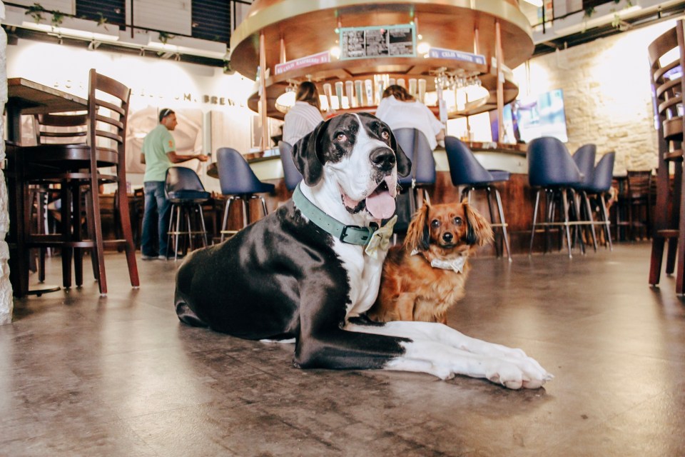 Sit, Sip, Stay: A Dog-Friendly Happy Hour 1