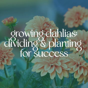 Growing & Dividing Dahlias 1