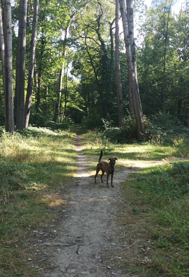 Balades contées au Bois de la Grange 3