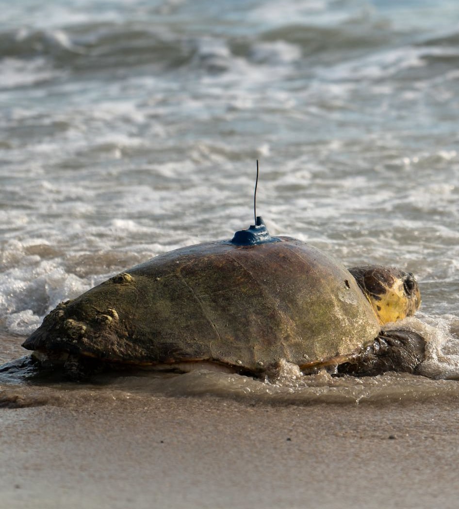 Sea Turtle Patrol 3