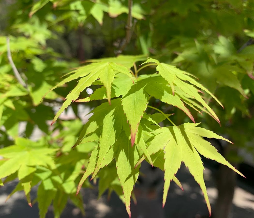 Native Plant Nursery Volunteering 1