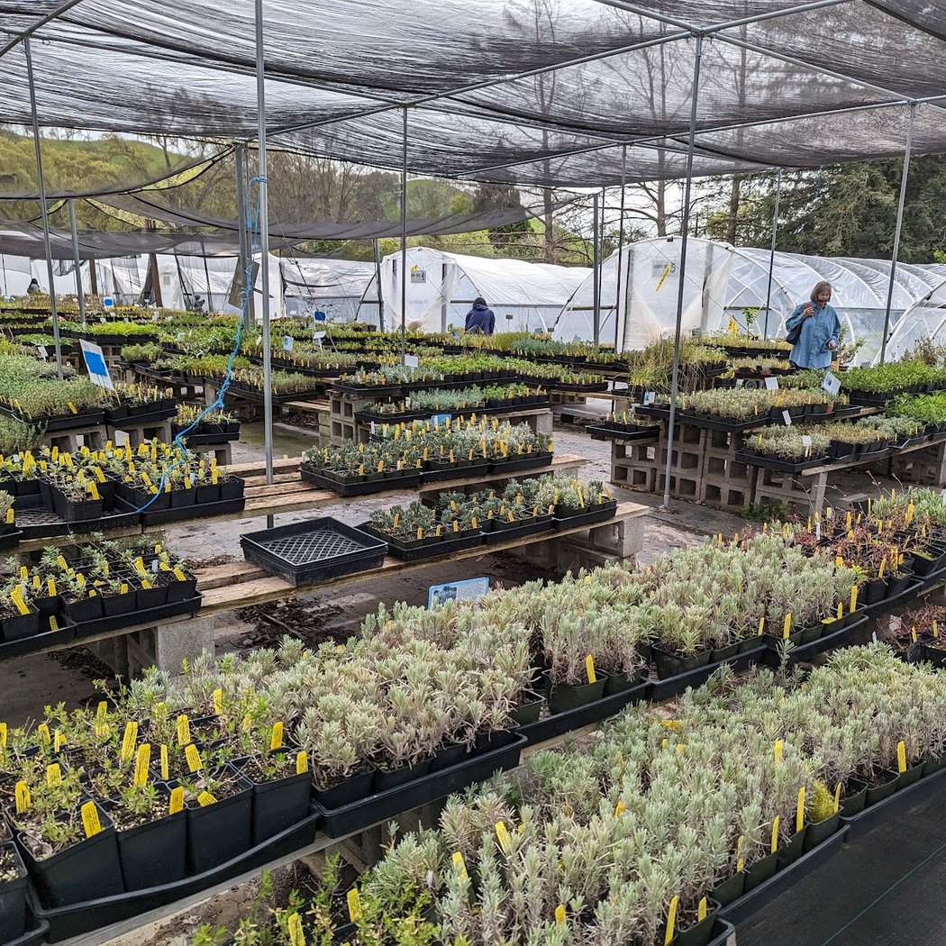 Morningsun Herb Farm 1