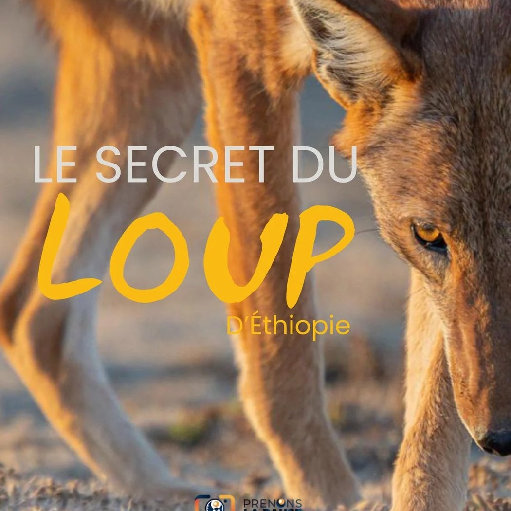 Le secret du loup d’Ethiopie 1