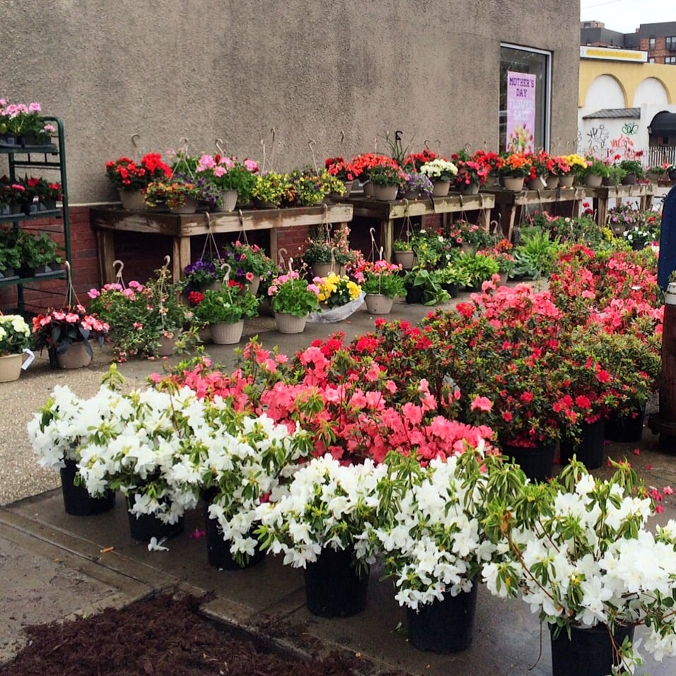 Anthony Gallo Landscaping & Nursery 3