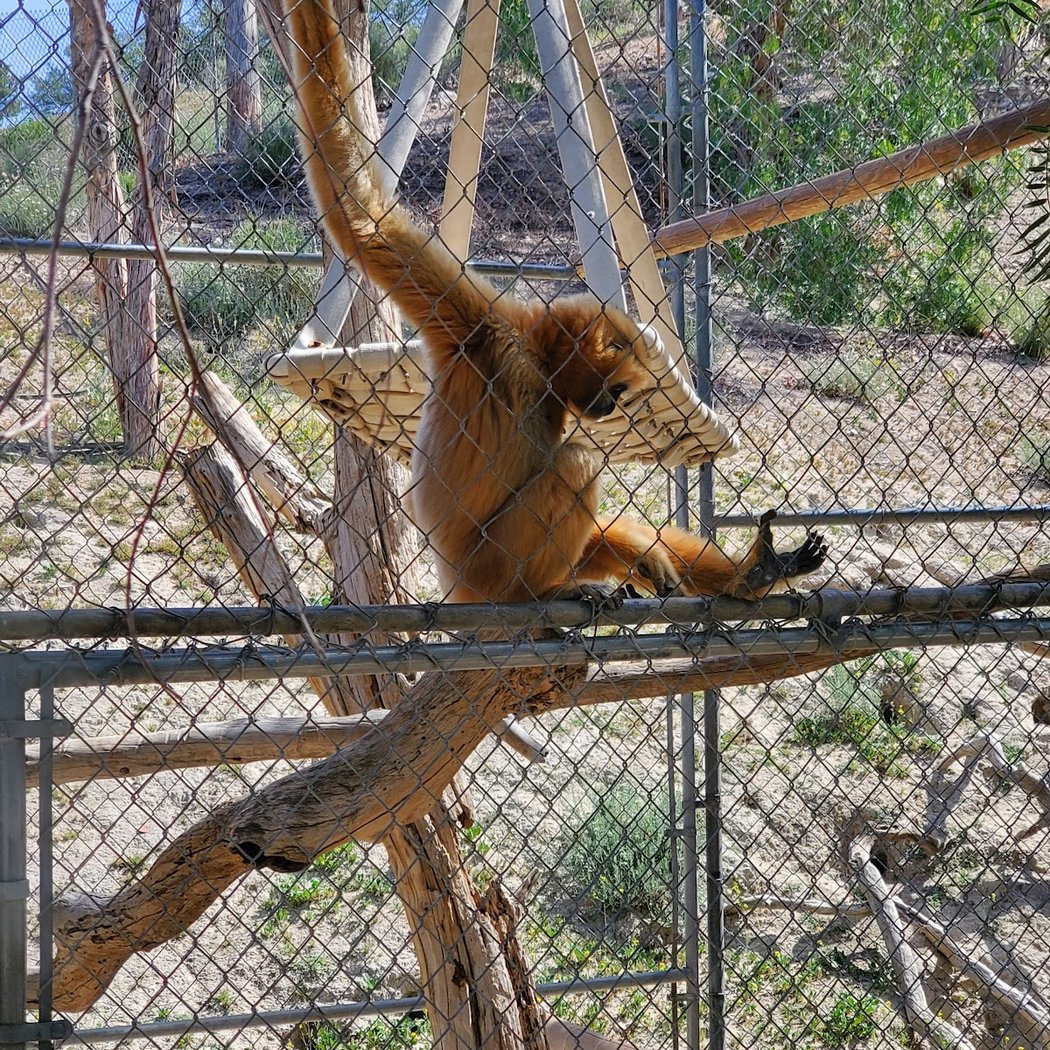 Gibbon Conservation Center 3