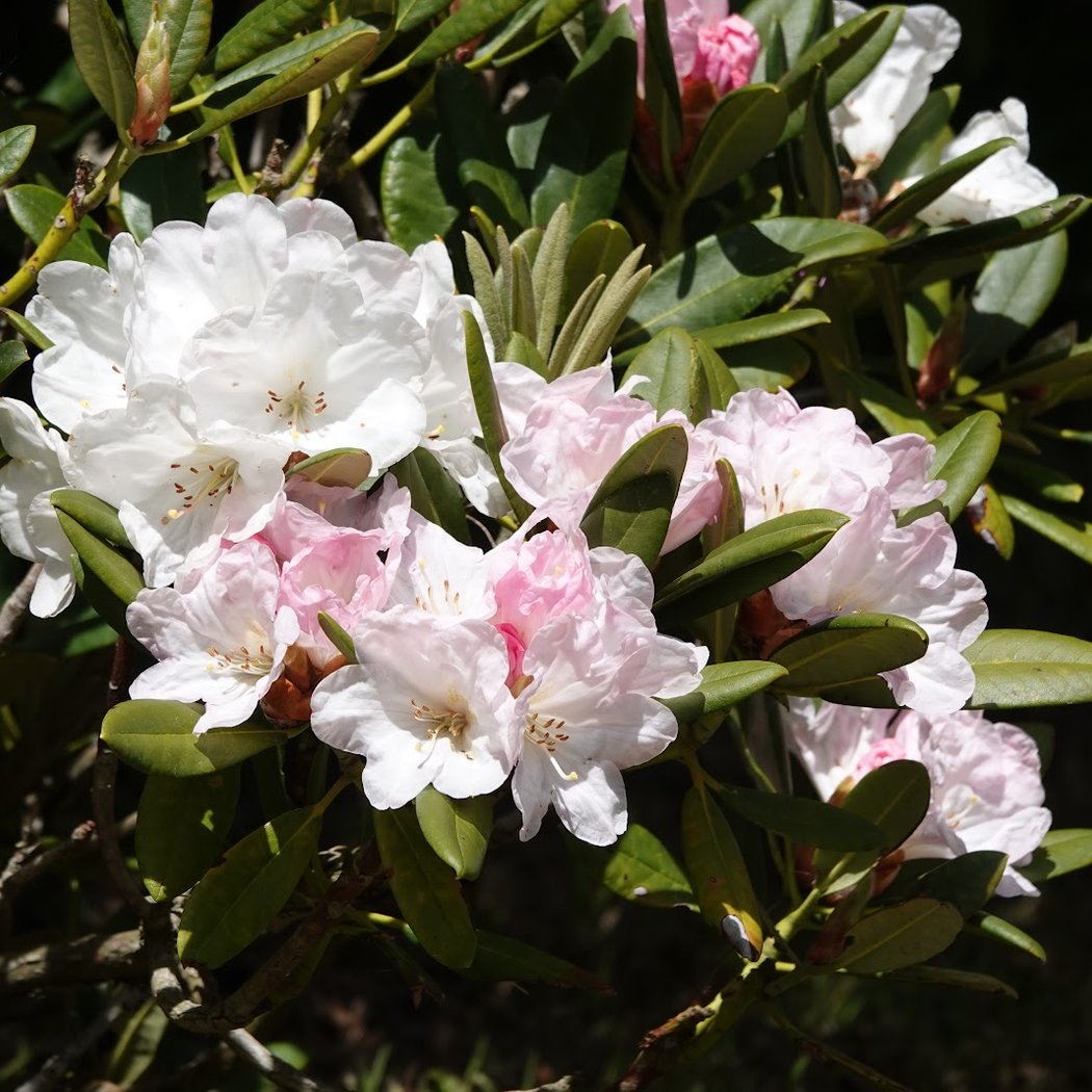 John McLaren Memorial Rhododendron Dell 3