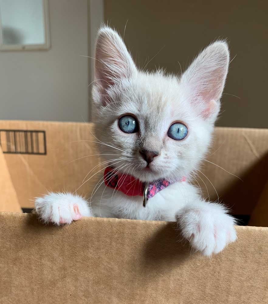 Kitten Adoption Event 1