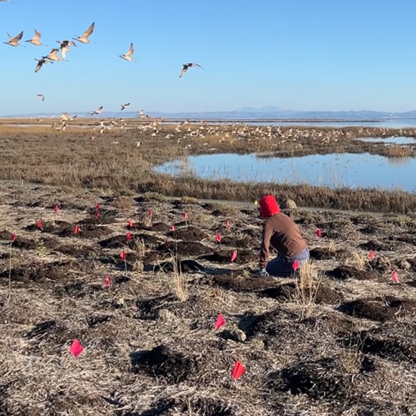 Novato Baylands Monthly Bird Walk 1