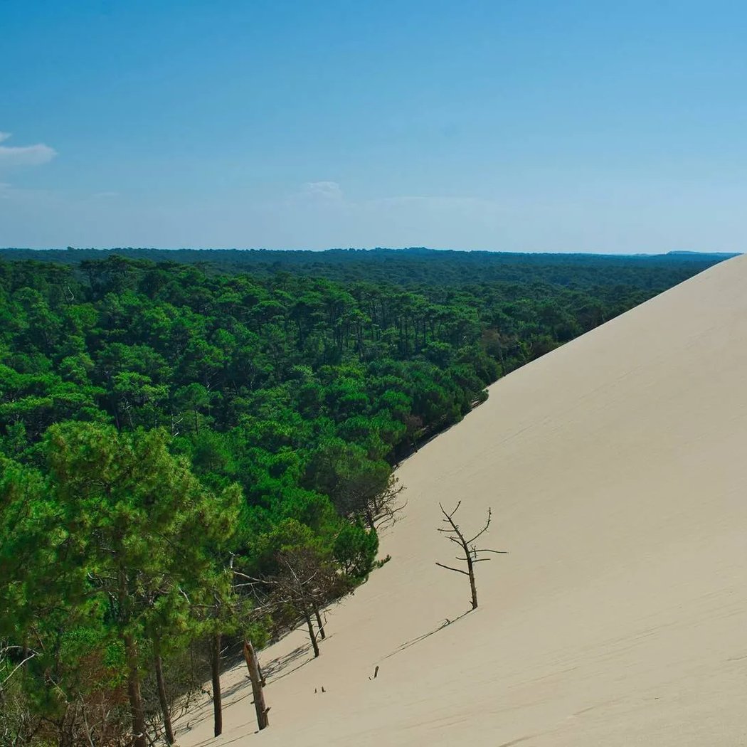 Bassin d’Arcachon 1