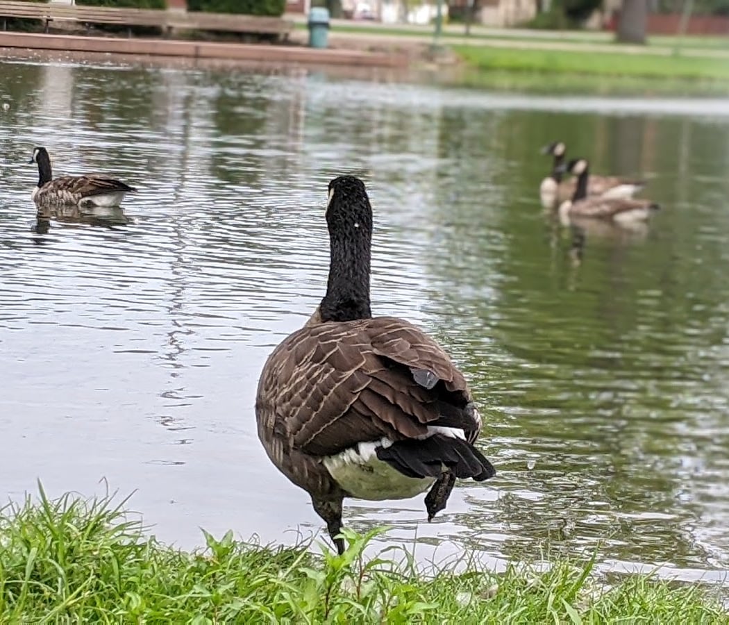 Grove City Memorial Park 3