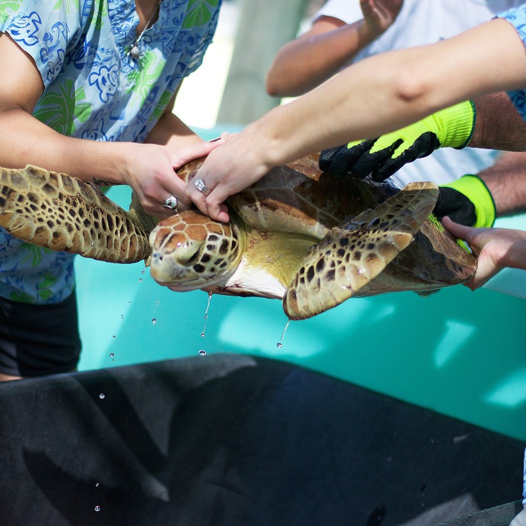Loggerhead Marinelife Center 2