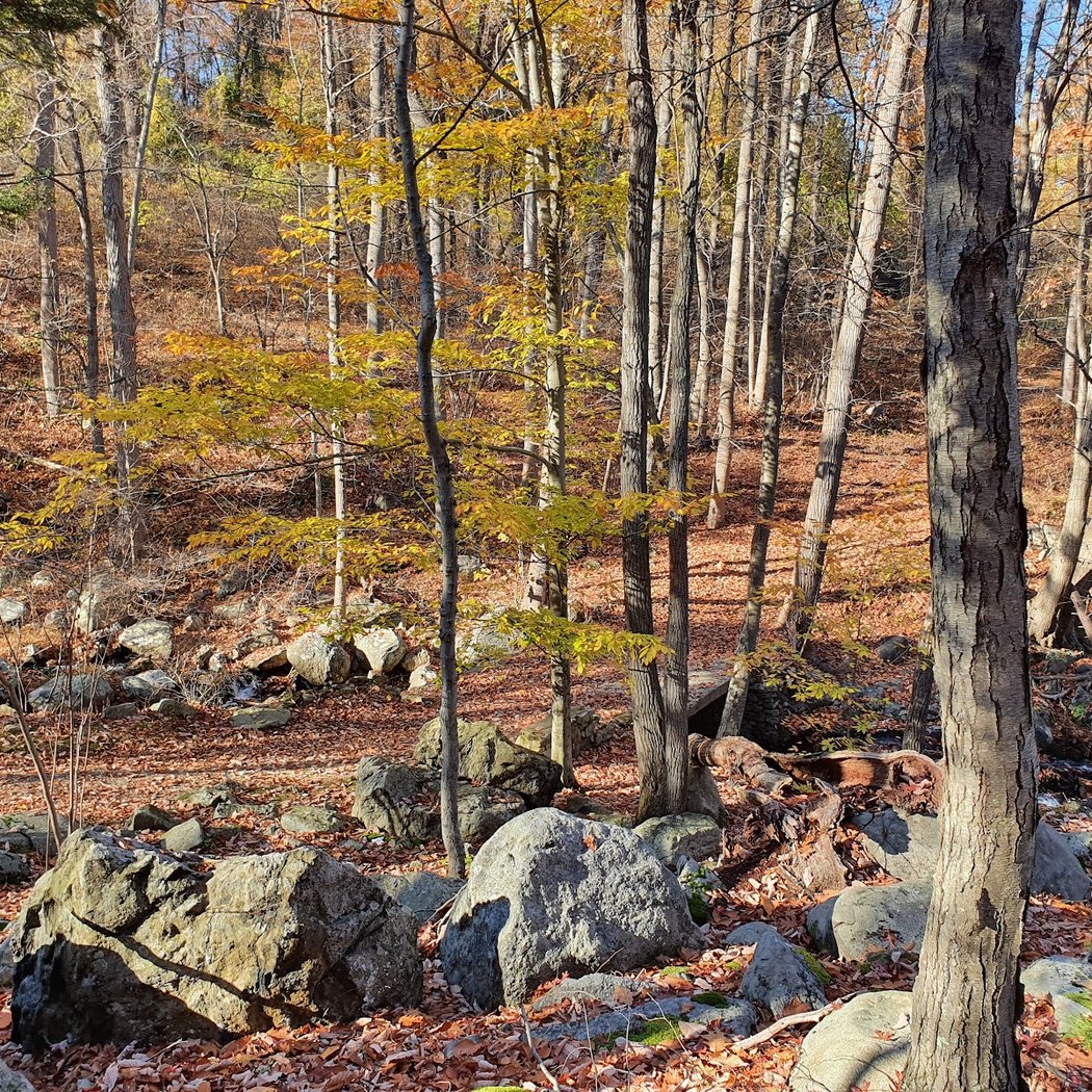 Doodletown 1
