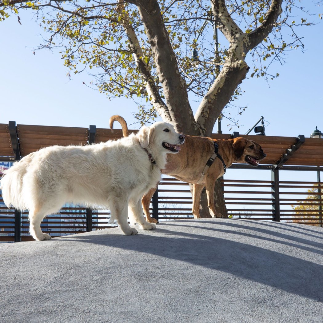 Chelsea Waterside Dog Park 3